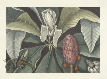 Catesby Magnolia 2